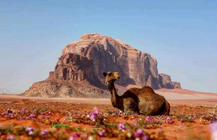 Wadi Rum Bedouin Time Eksteriør billede